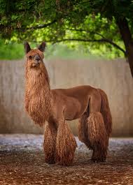 Suri alpacas