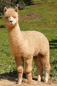 Huacaya alpacas